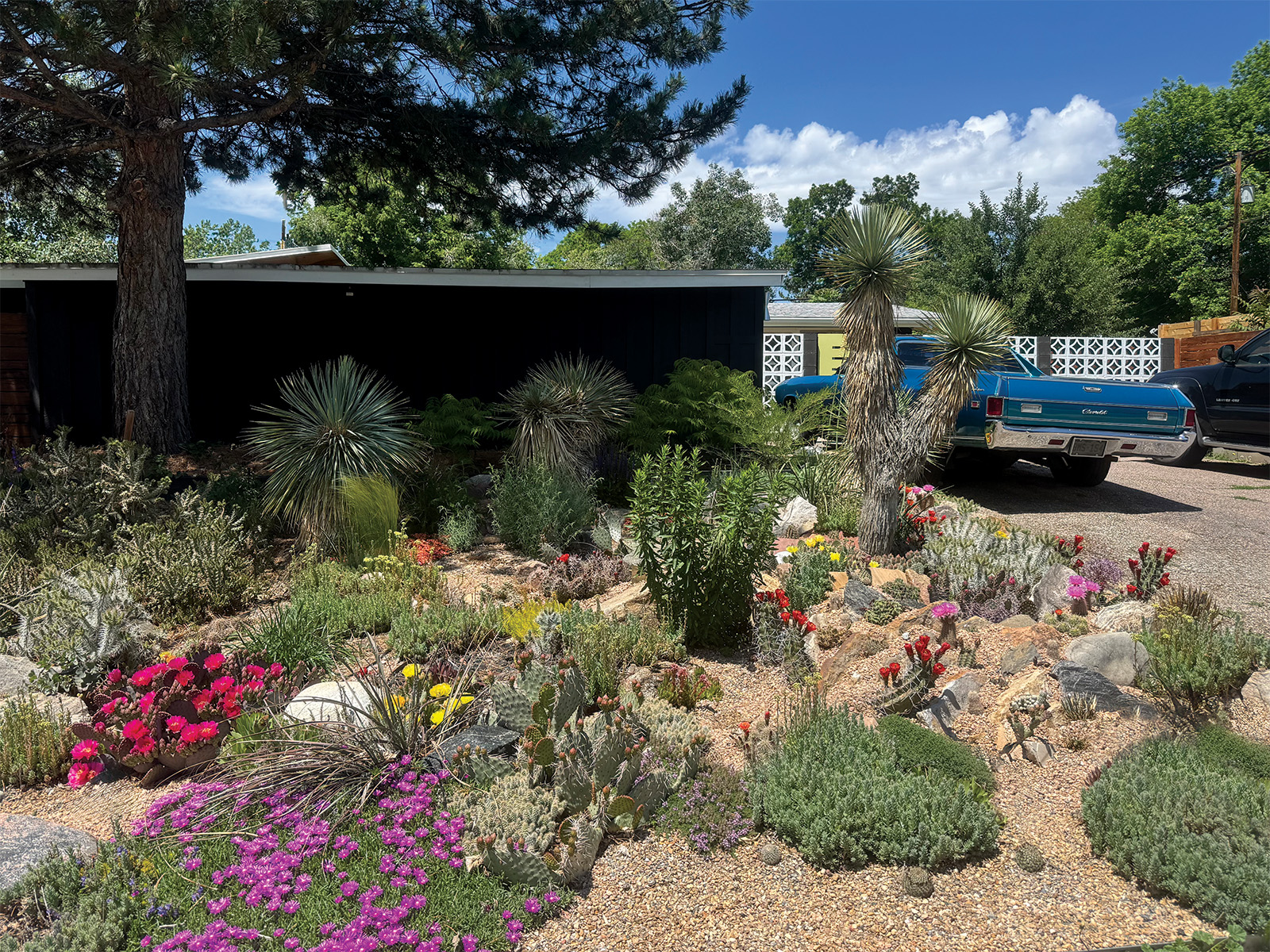 A desertlike xeriscape