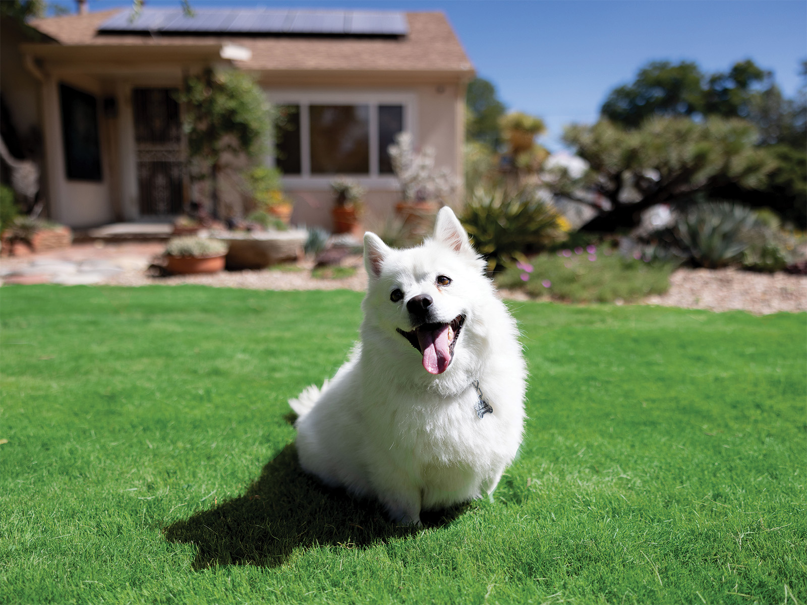 A happy pup on a lawn