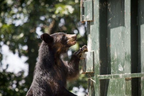 A black bear goes dumpster-diving. Nearly 60 percent of Colorado Parks and Wildlife's bear damage reports last year involved trash.