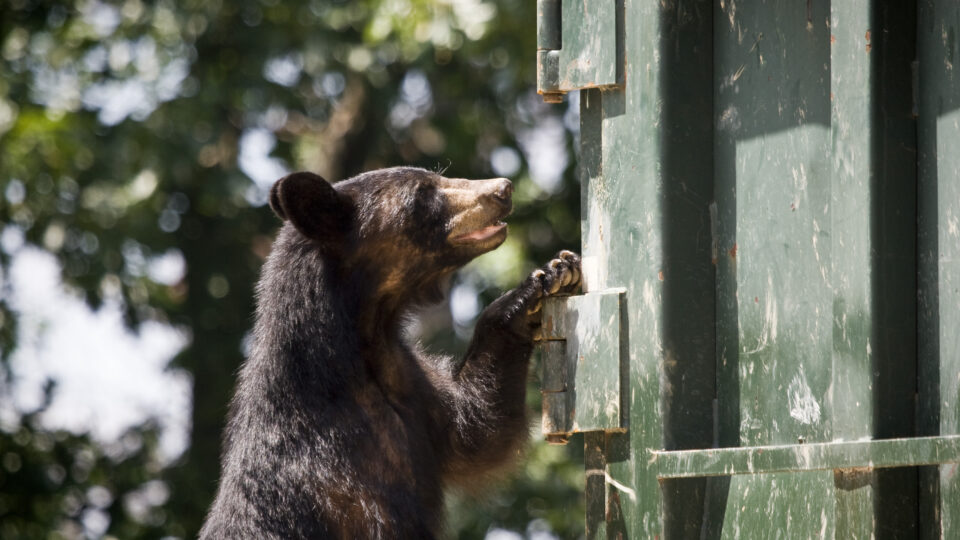 A black bear goes dumpster-diving. Nearly 60 percent of Colorado Parks and Wildlife's bear damage reports last year involved trash.