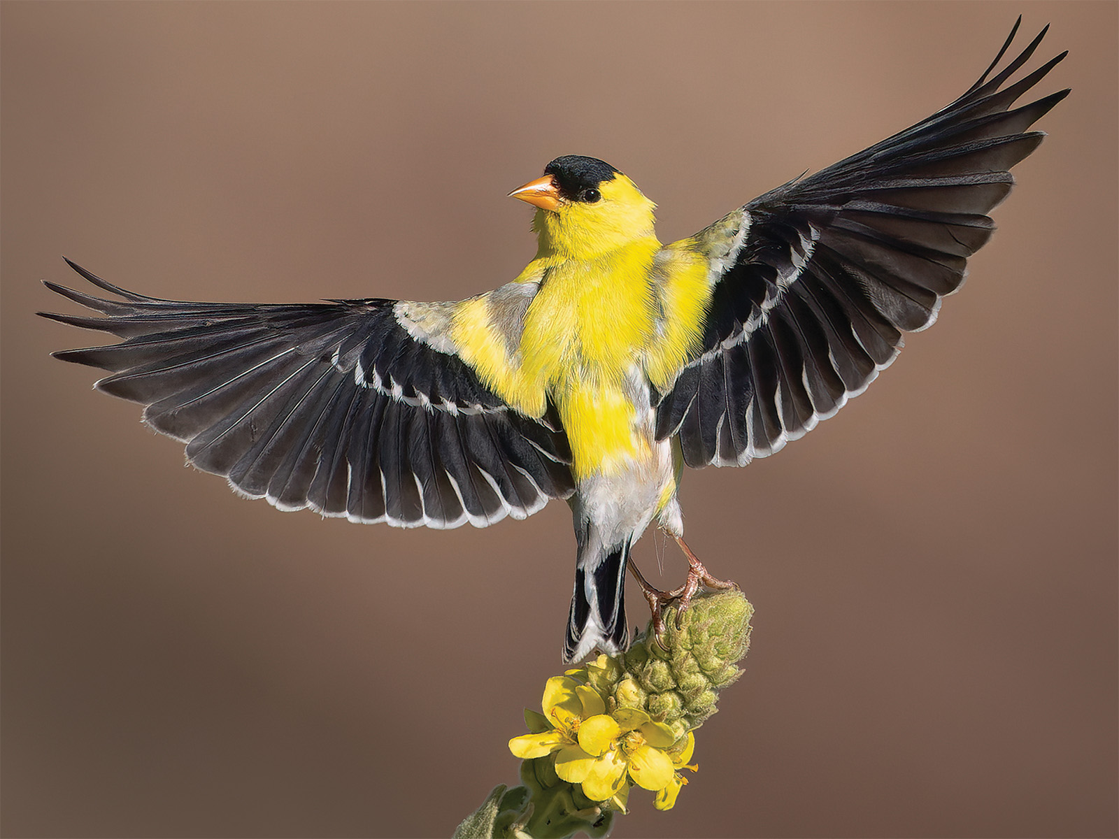 American goldfinch 