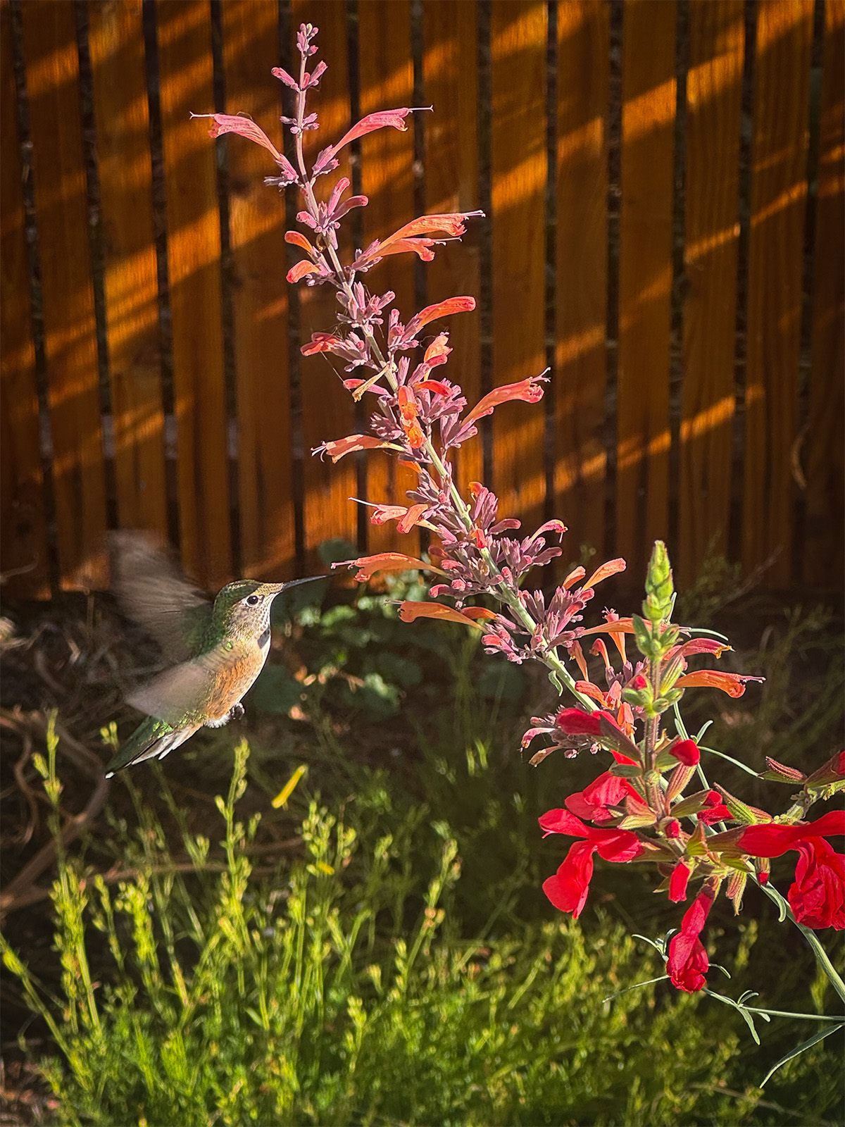 A hummingbird by a pink flower