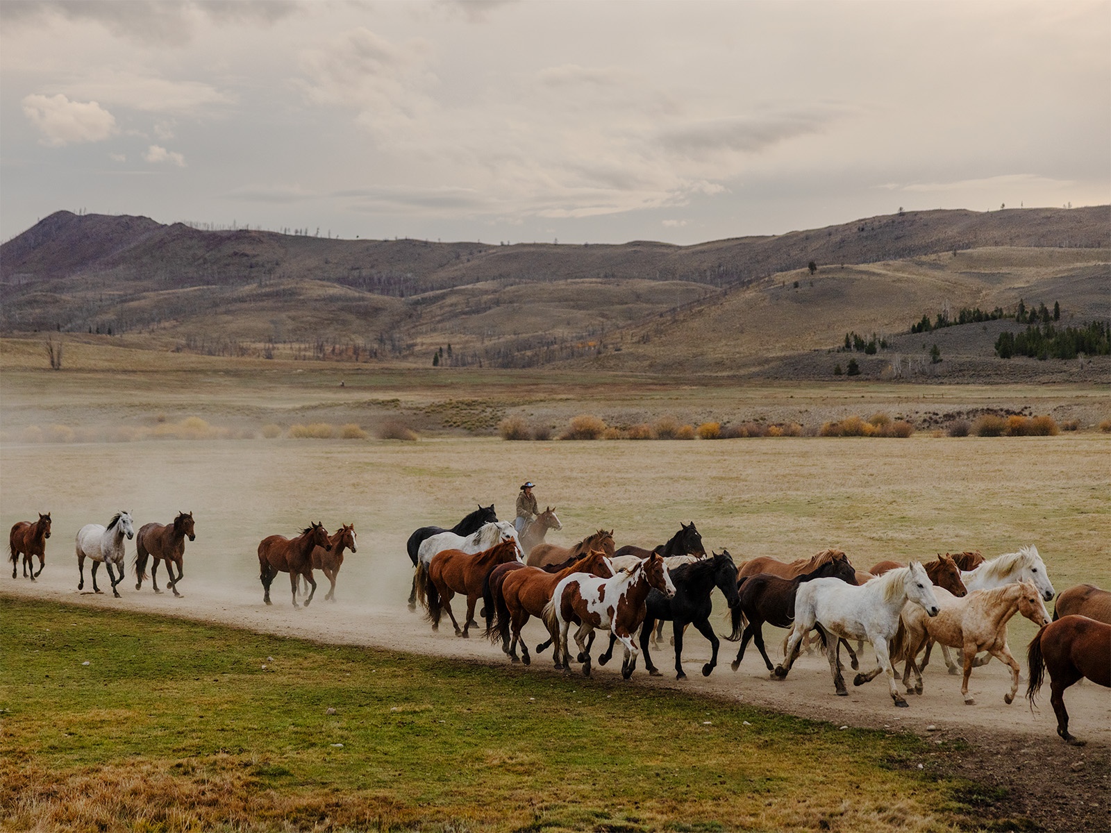 A herd of horses running at C Lazy U Ranch