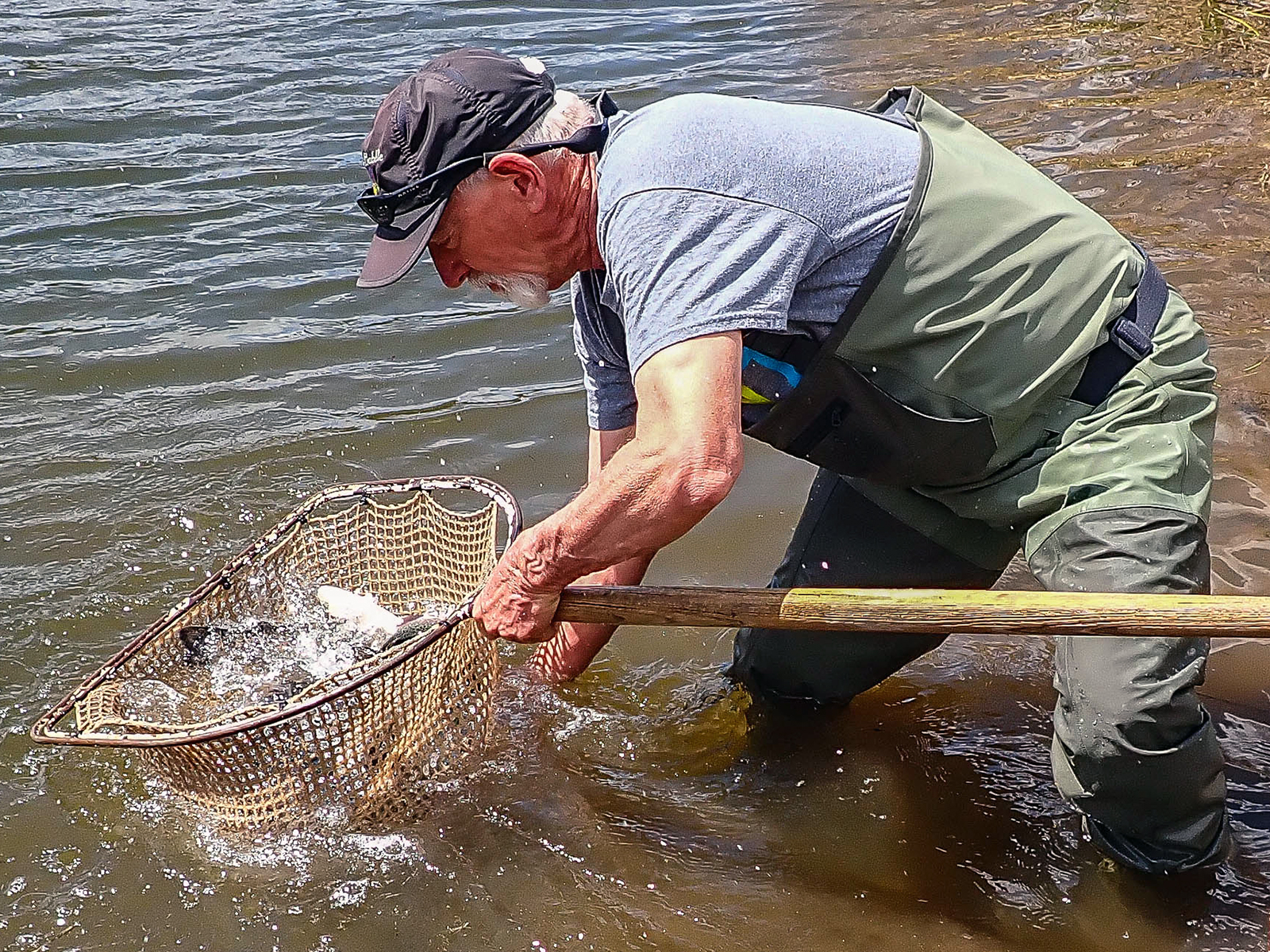 A man catches a fish in a net in a river
