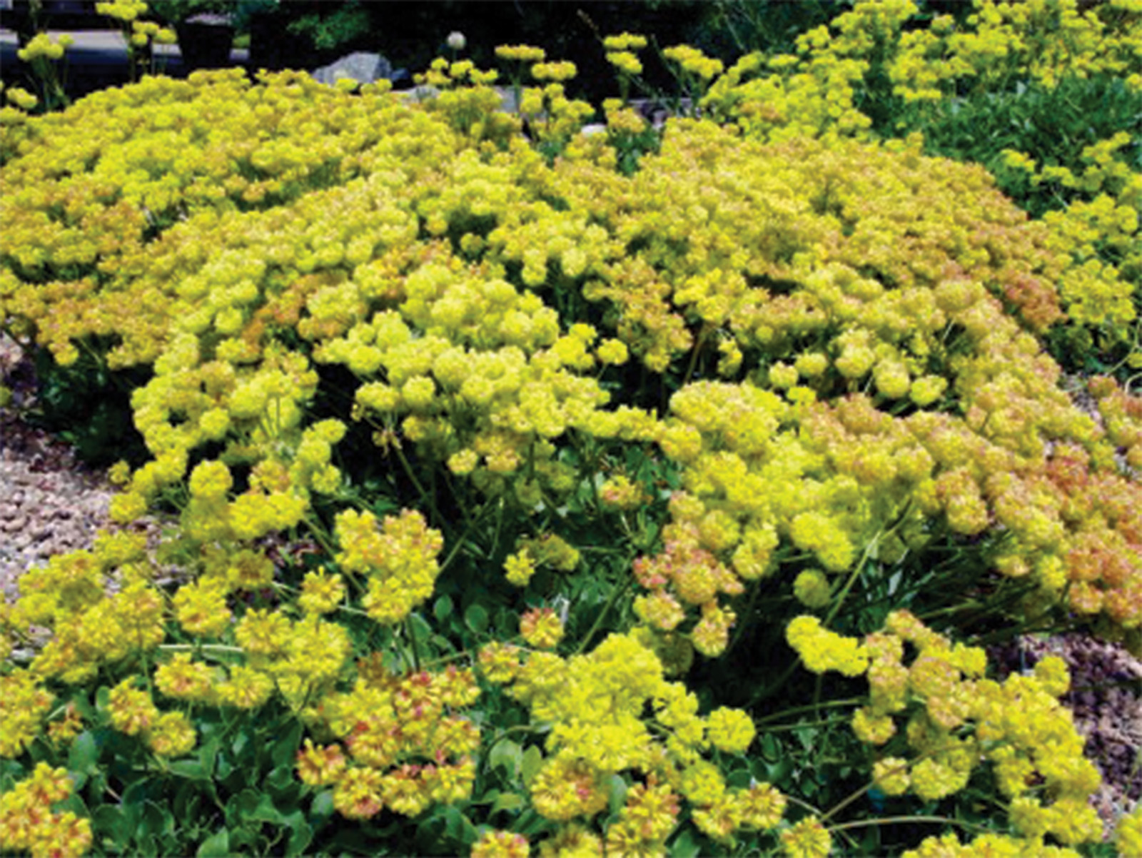 Kannah Creek Buckwheat