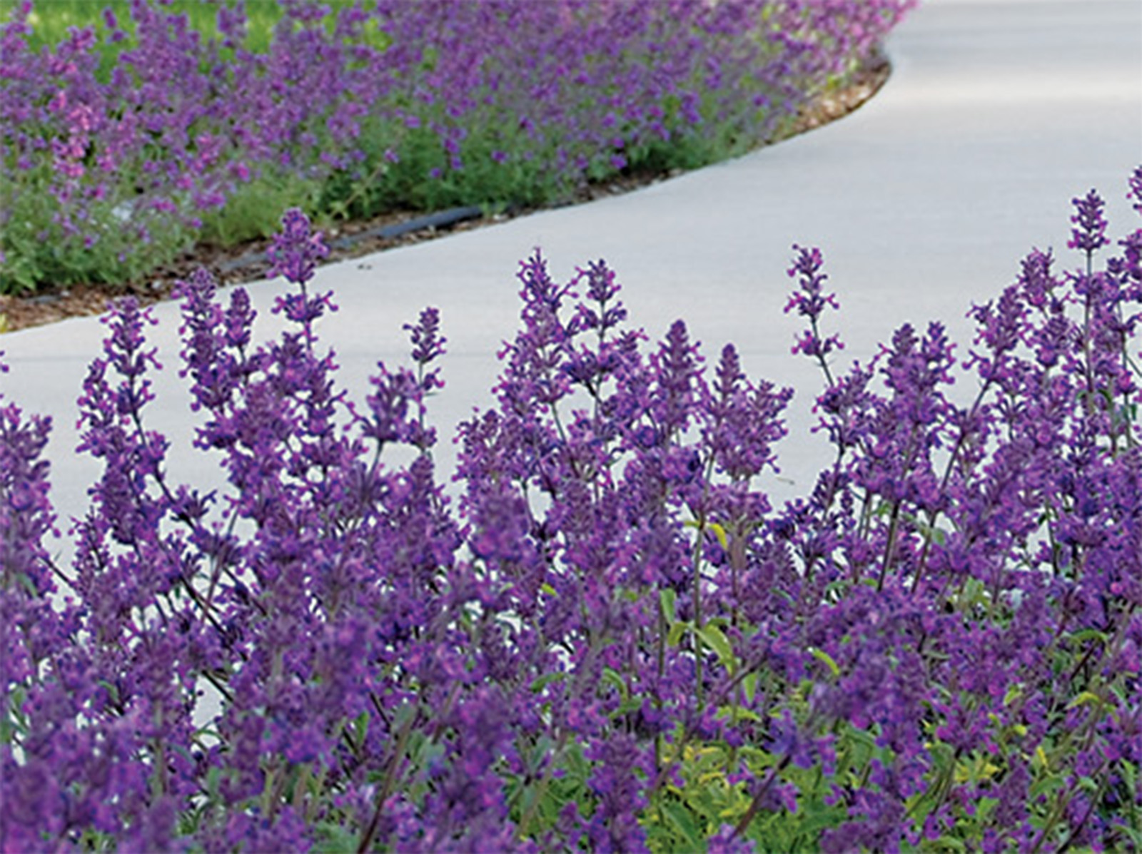 Little Trudy Catmint