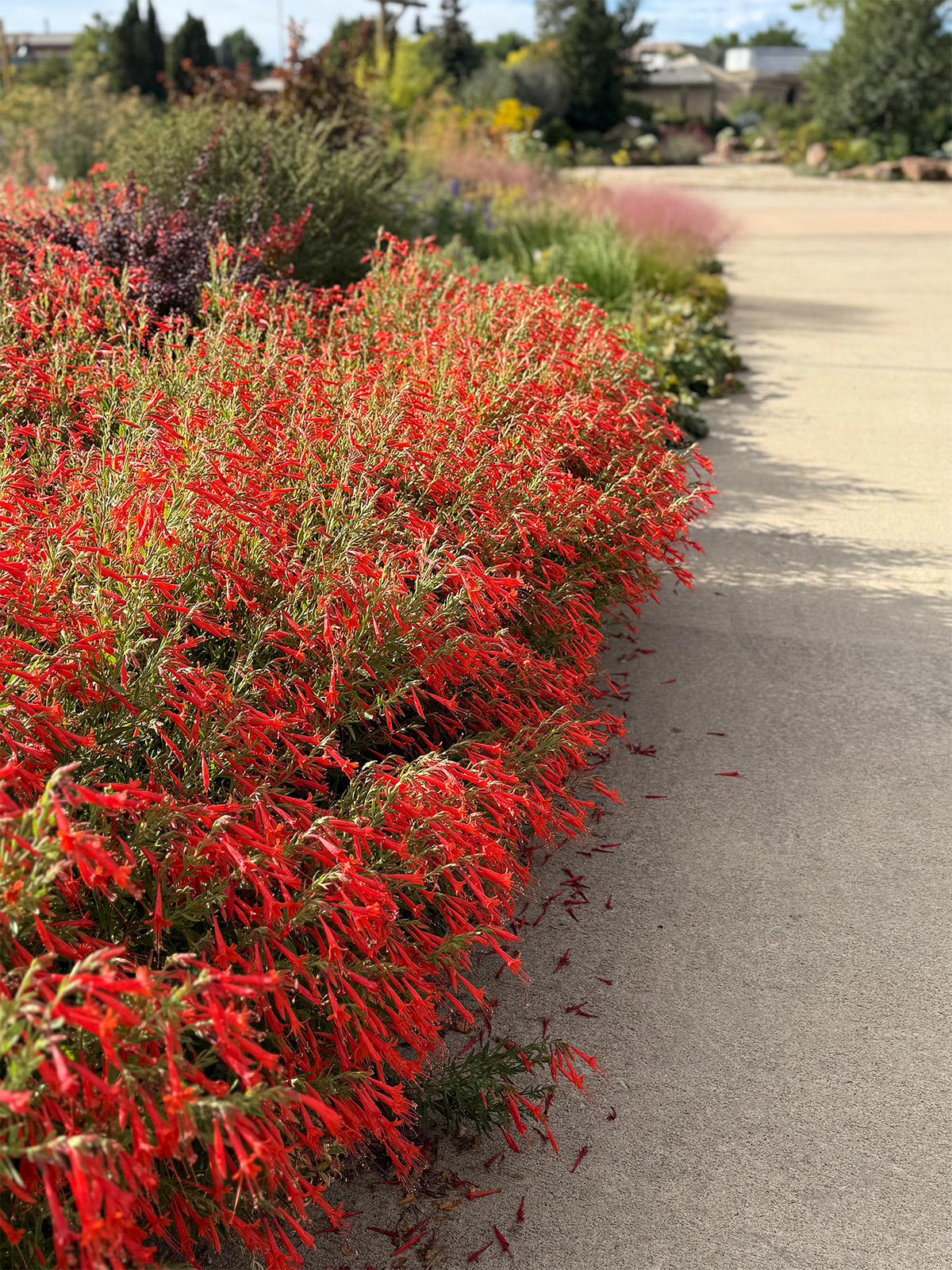 Red flowers lining a gravel path