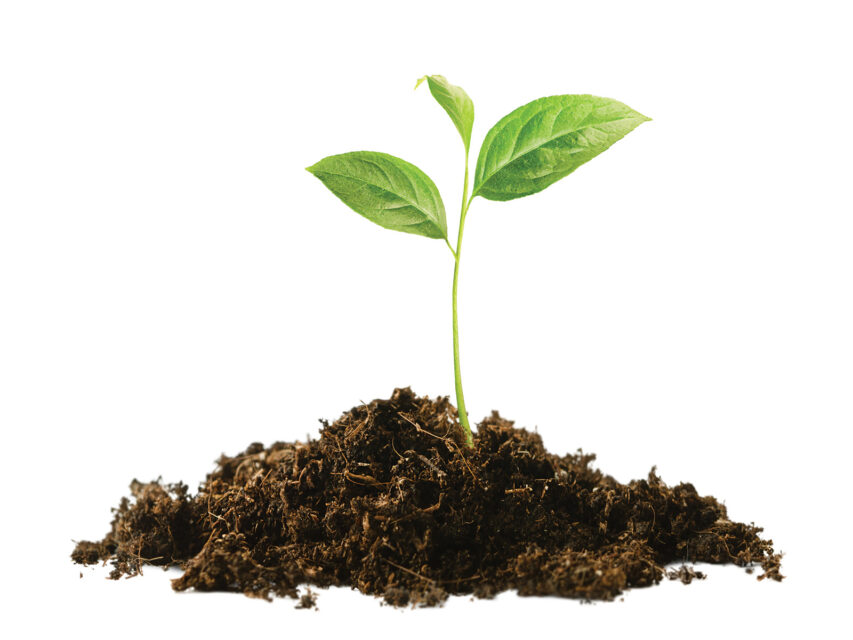 A sprout coming out of dirt