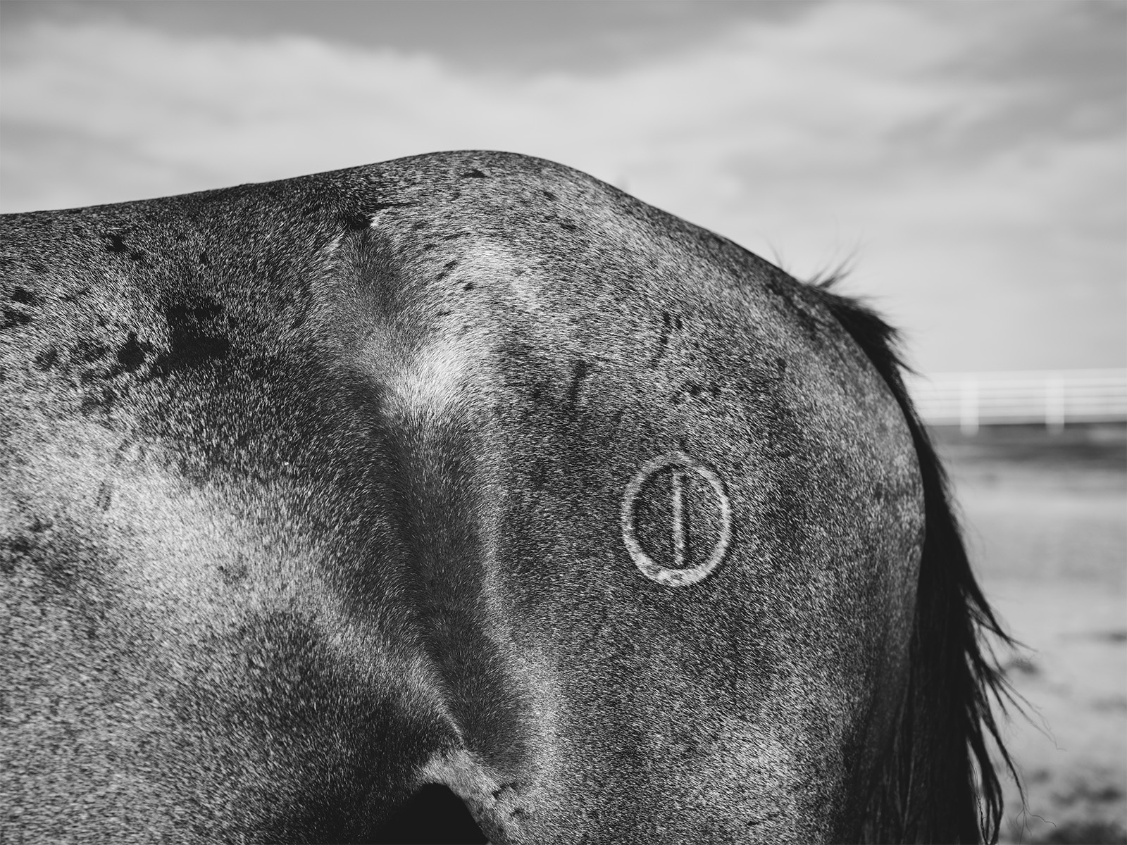 A horse with a branding 
