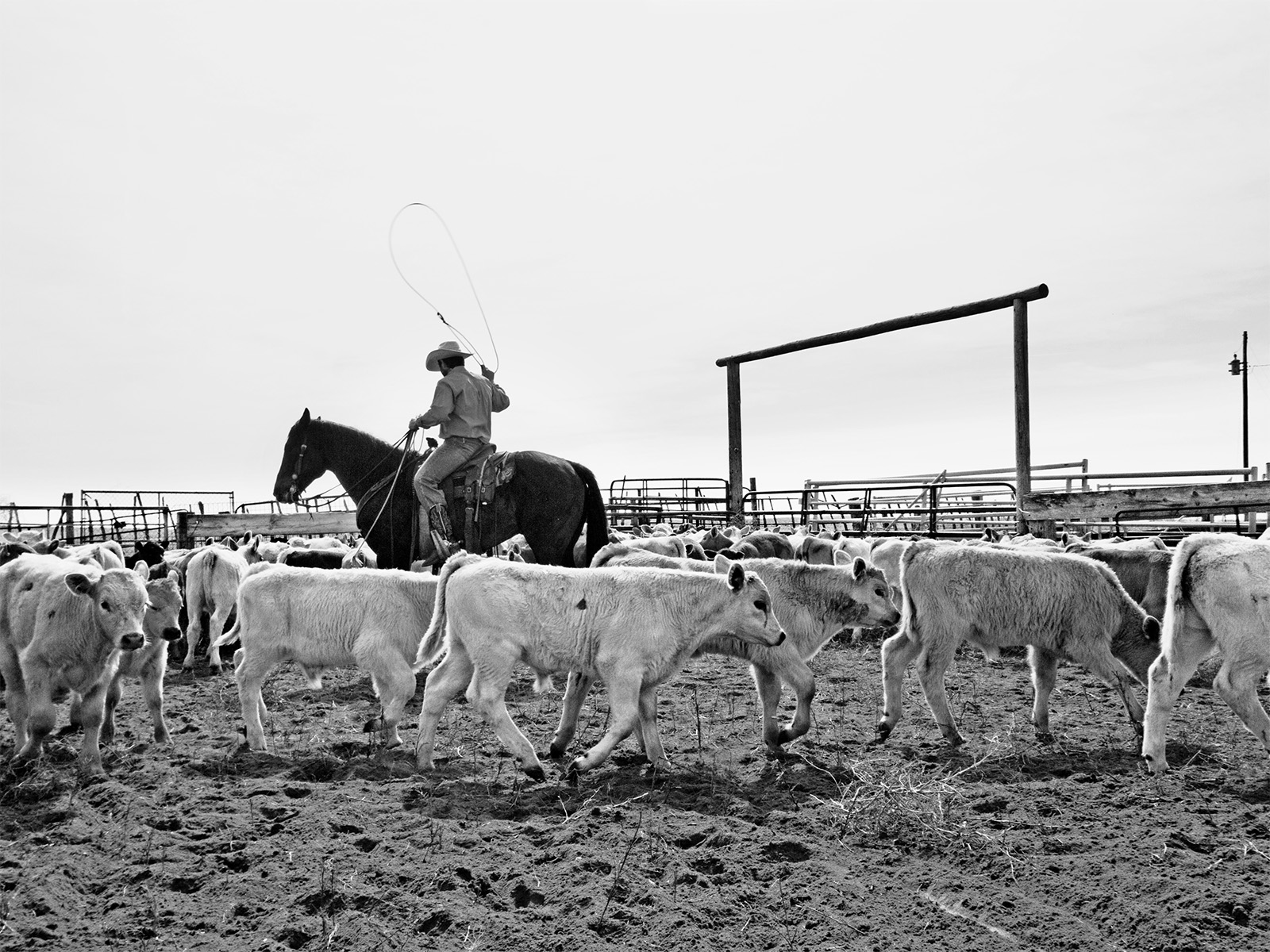 A cowboy working the herd in Roggen