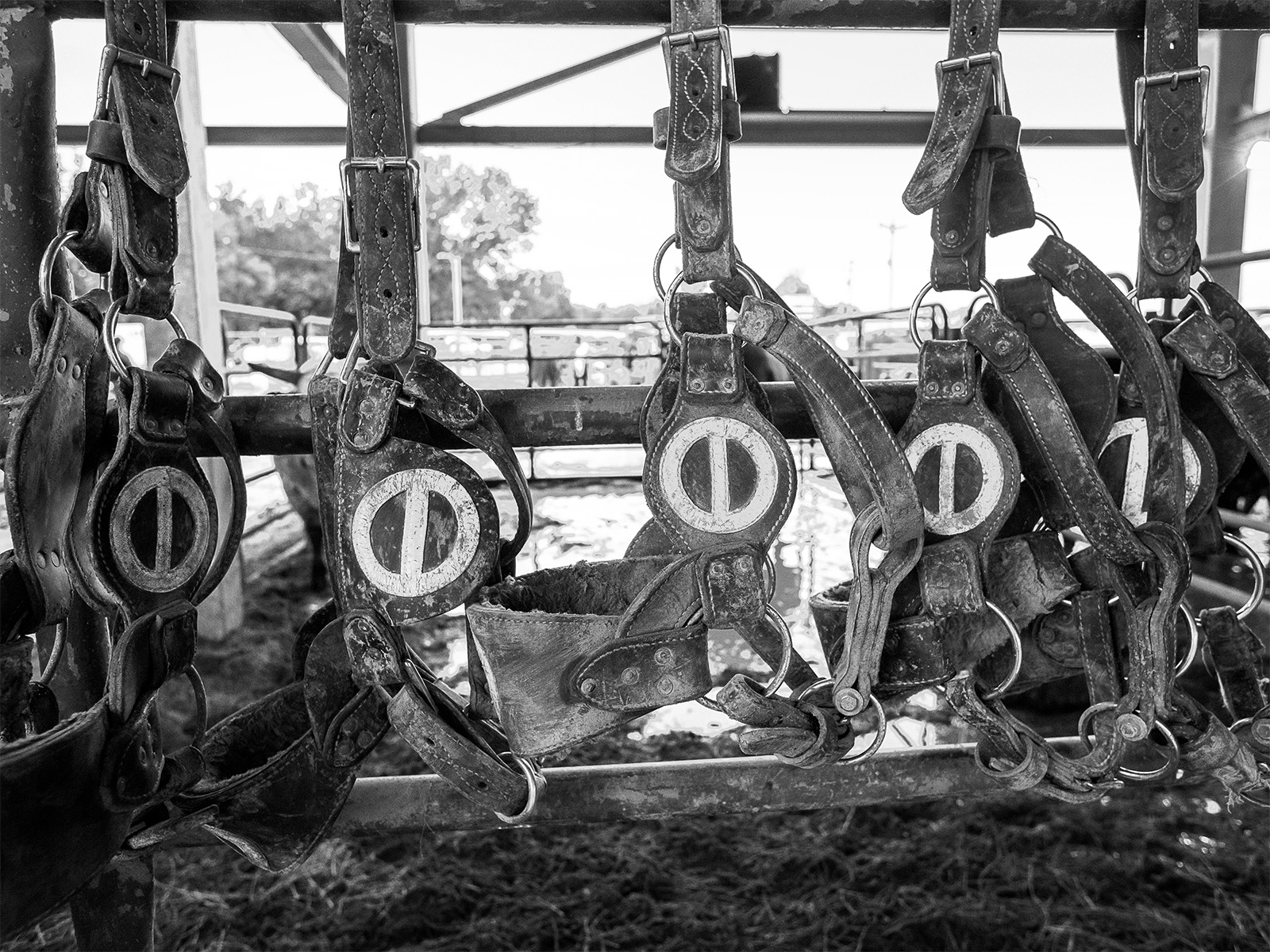 Horse halters bearing the family brand
