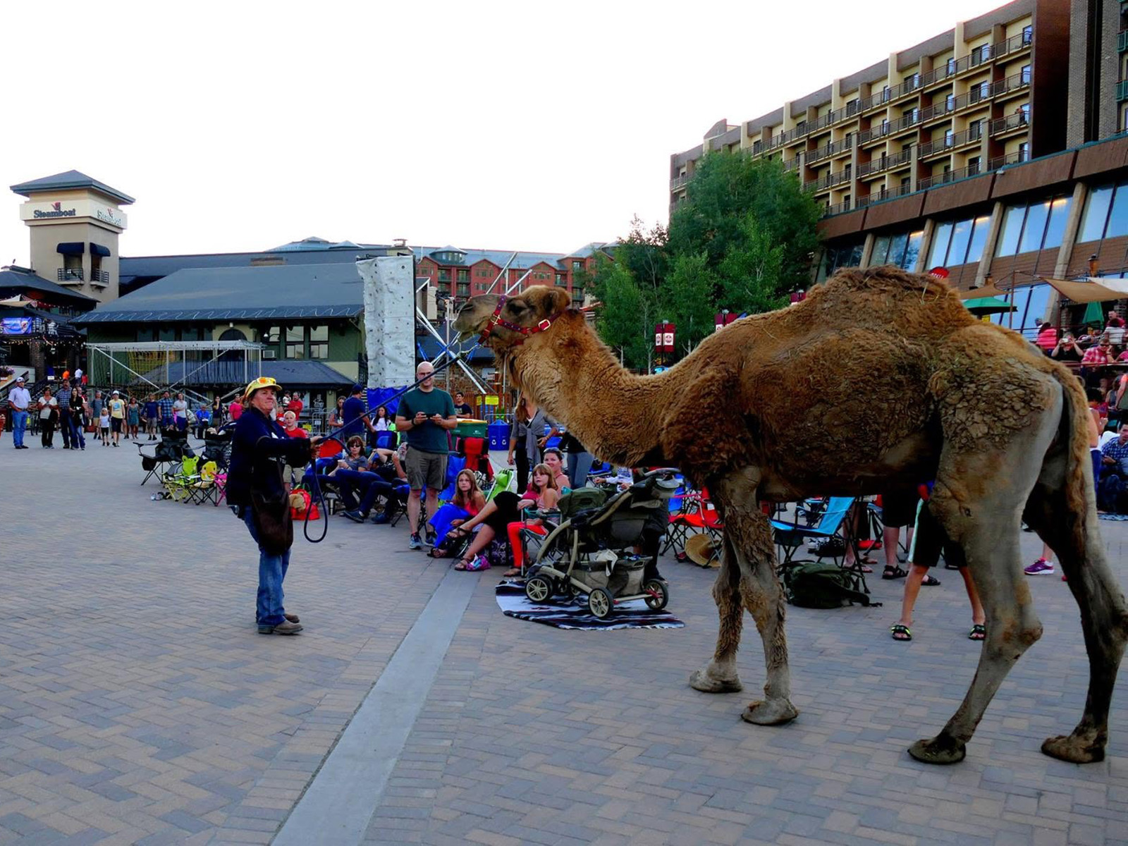 Camel walks by a crowd of people