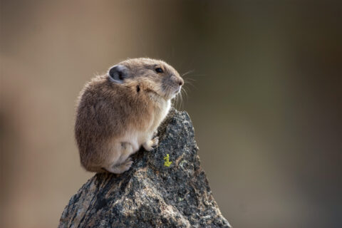 A pika perched on a rock