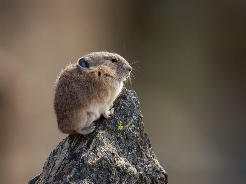 A pika perched on a rock