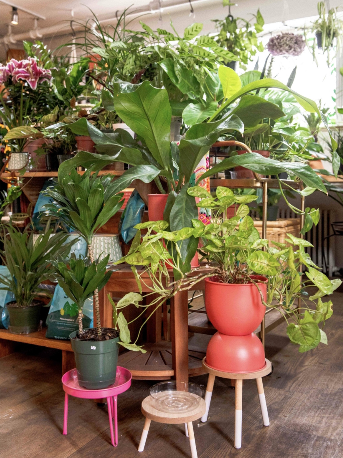 A display of houseplants