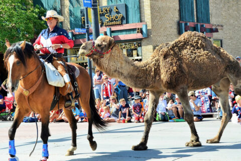 Camel marches in a fourth of july parade behind a horse