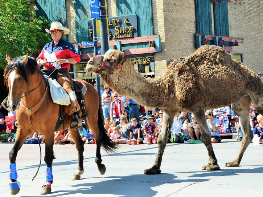 Camel marches in a fourth of july parade behind a horse