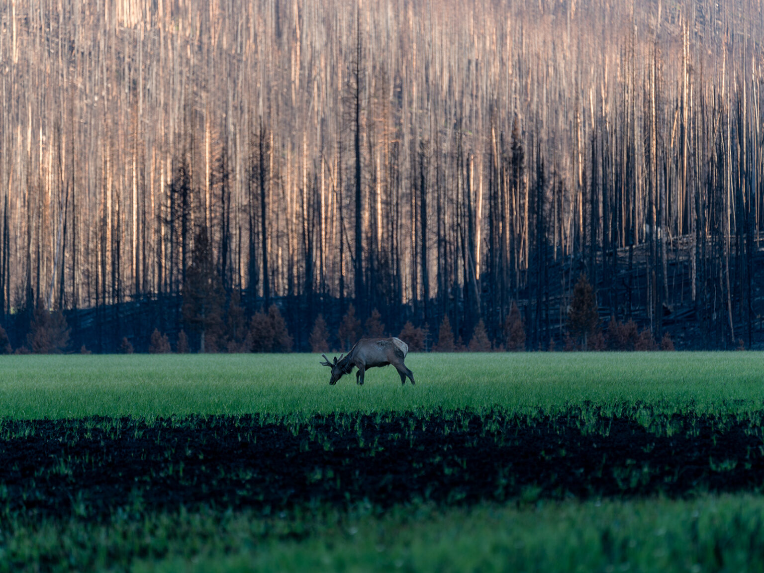 A deer grazes in Big Meadows, Rocky Mountain National Park, in front of burn damage from the East Troublesome Fire