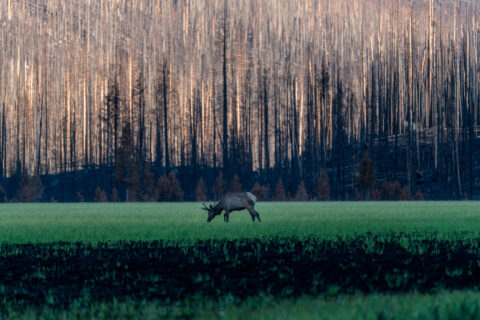 A deer grazes in Big Meadows, Rocky Mountain National Park, in front of burn damage from the East Troublesome Fire