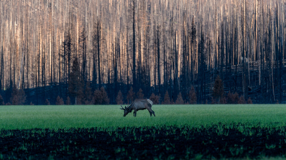 A deer grazes in Big Meadows, Rocky Mountain National Park, in front of burn damage from the East Troublesome Fire