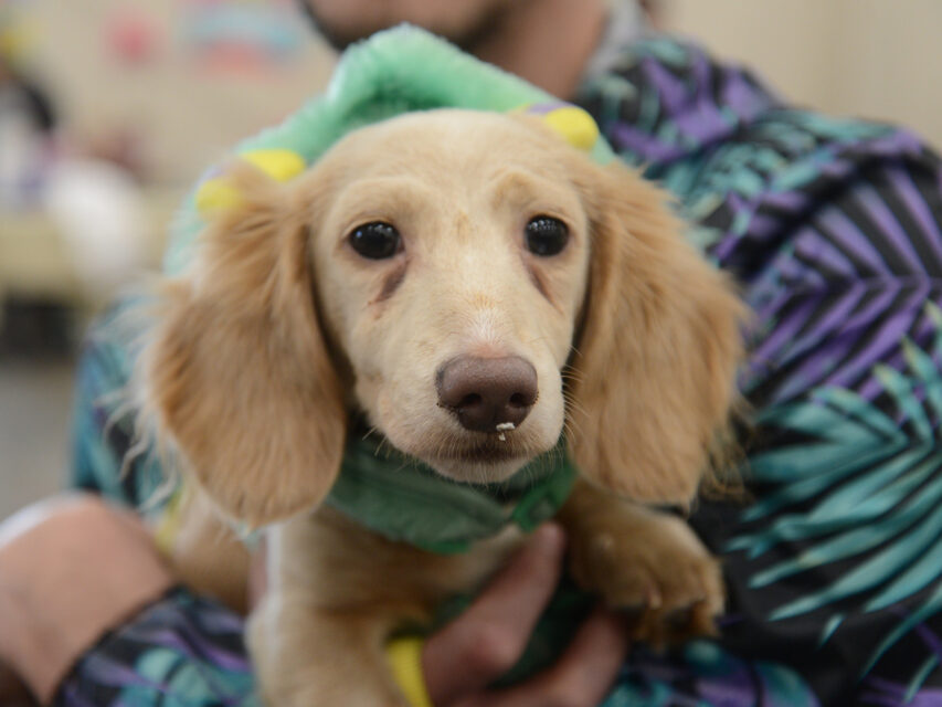 Dog Fair