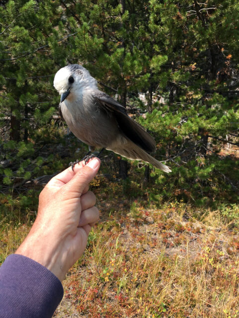 A gray Canada jay on a man’s finger