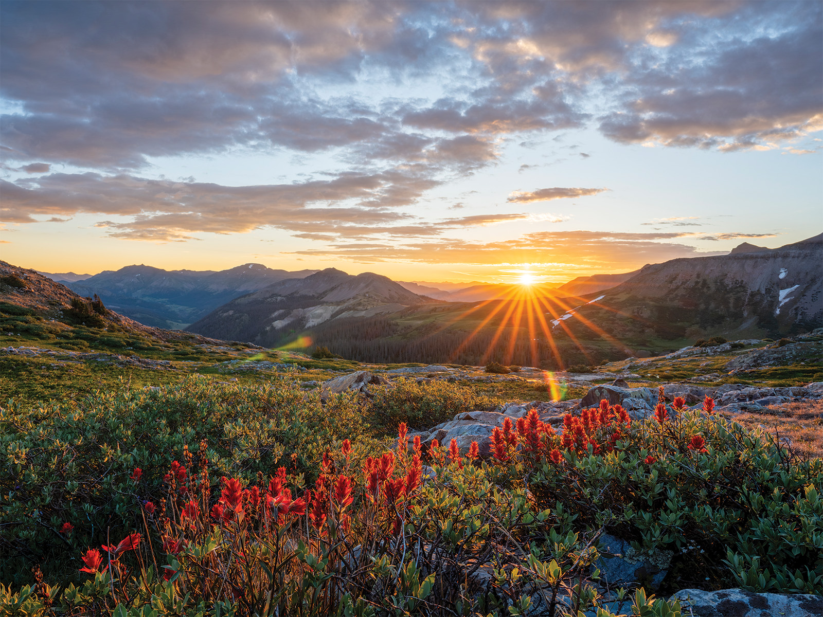 Indian paintbrush wildflowers in the Weminuche Wilderness in Colorado