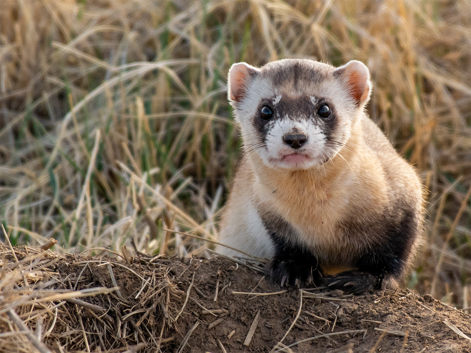 Black-footed ferret