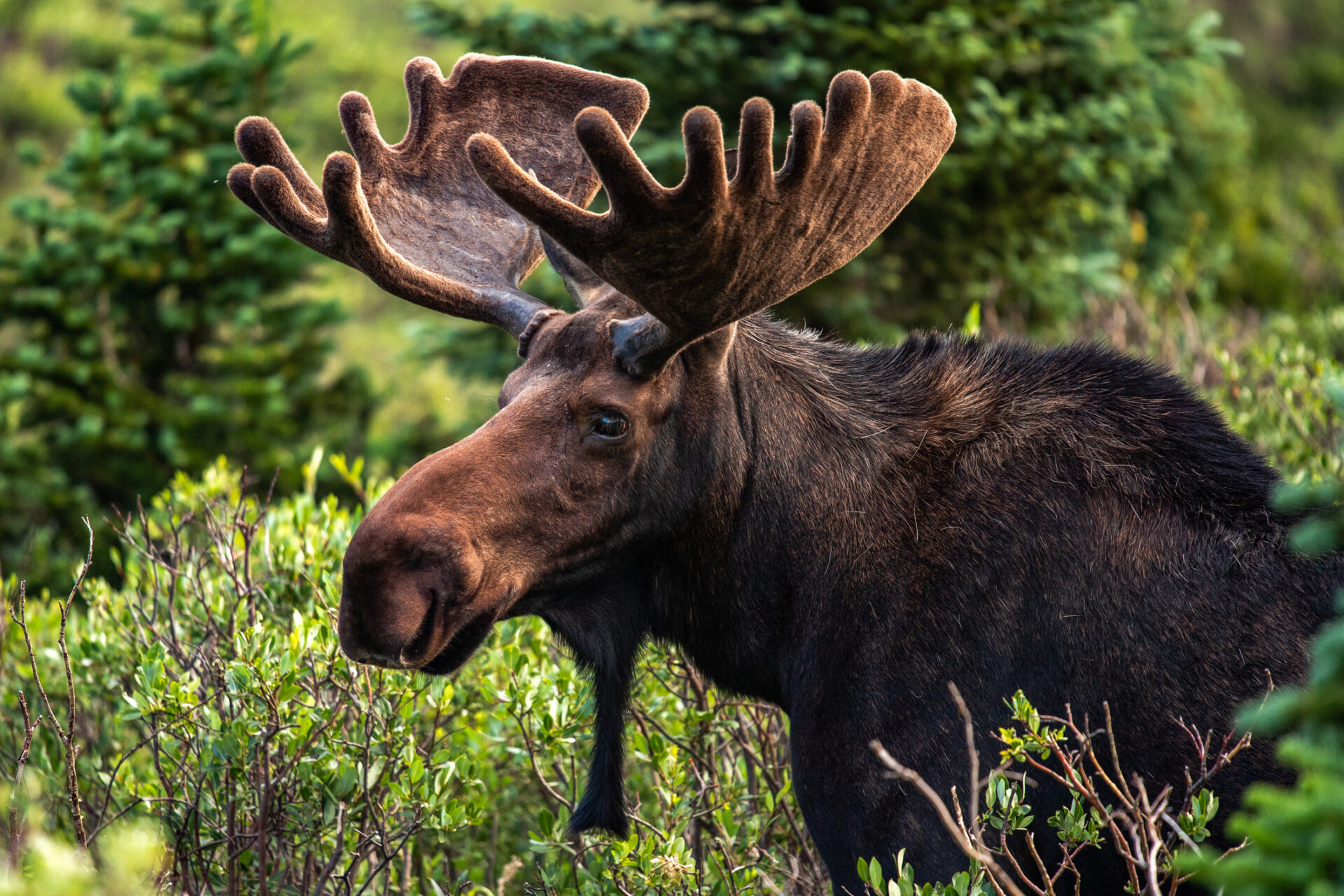 Are Moose Colorado Natives? Scientists Are Butting Antlers