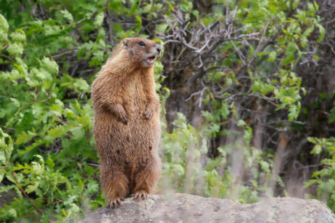 A yellow-bellied marmot in all its glory. Getty Images