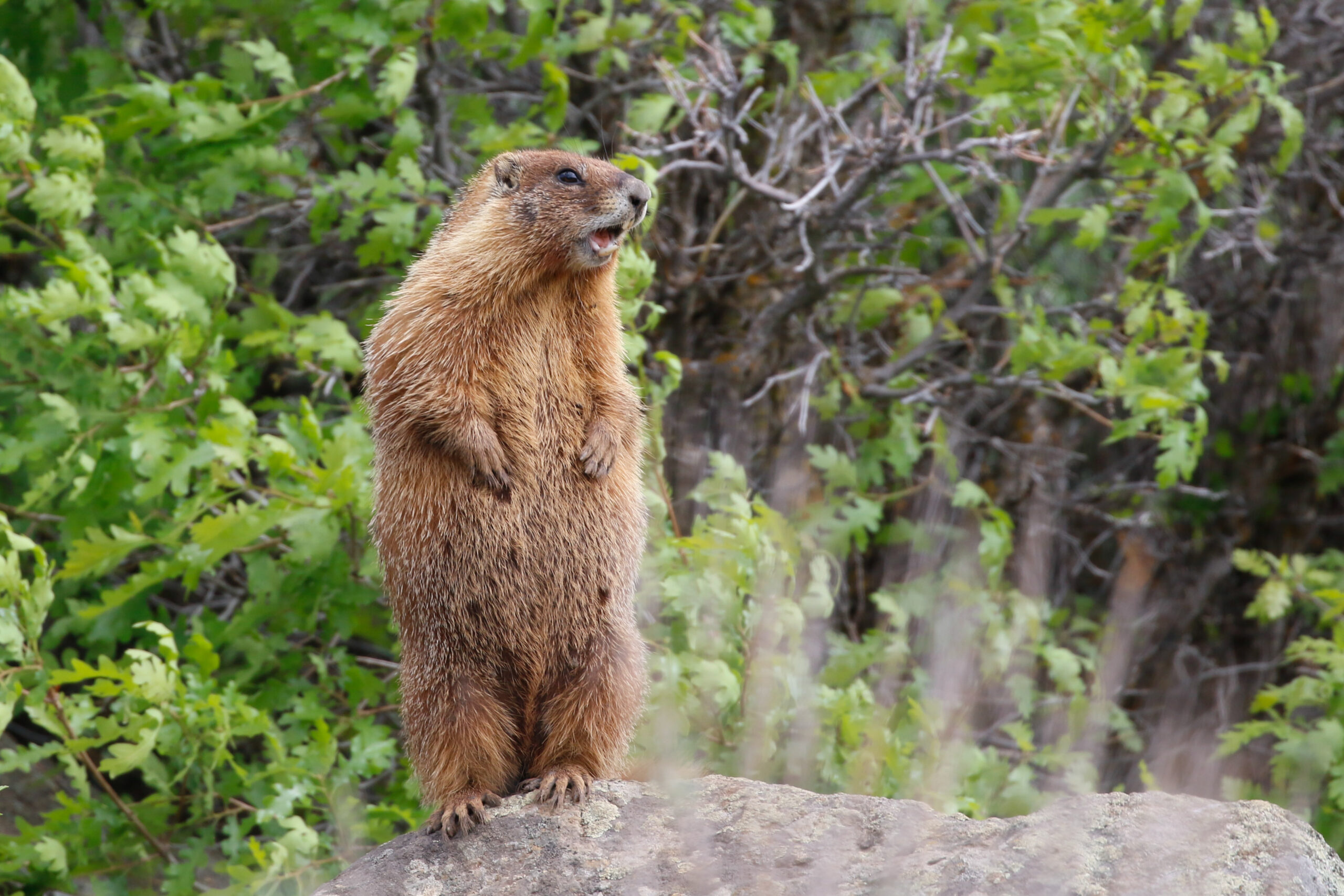 The MILFS (Marmots I’d Like to Fund) on “OnlyMarms” Are Colorado’s Best News This Week