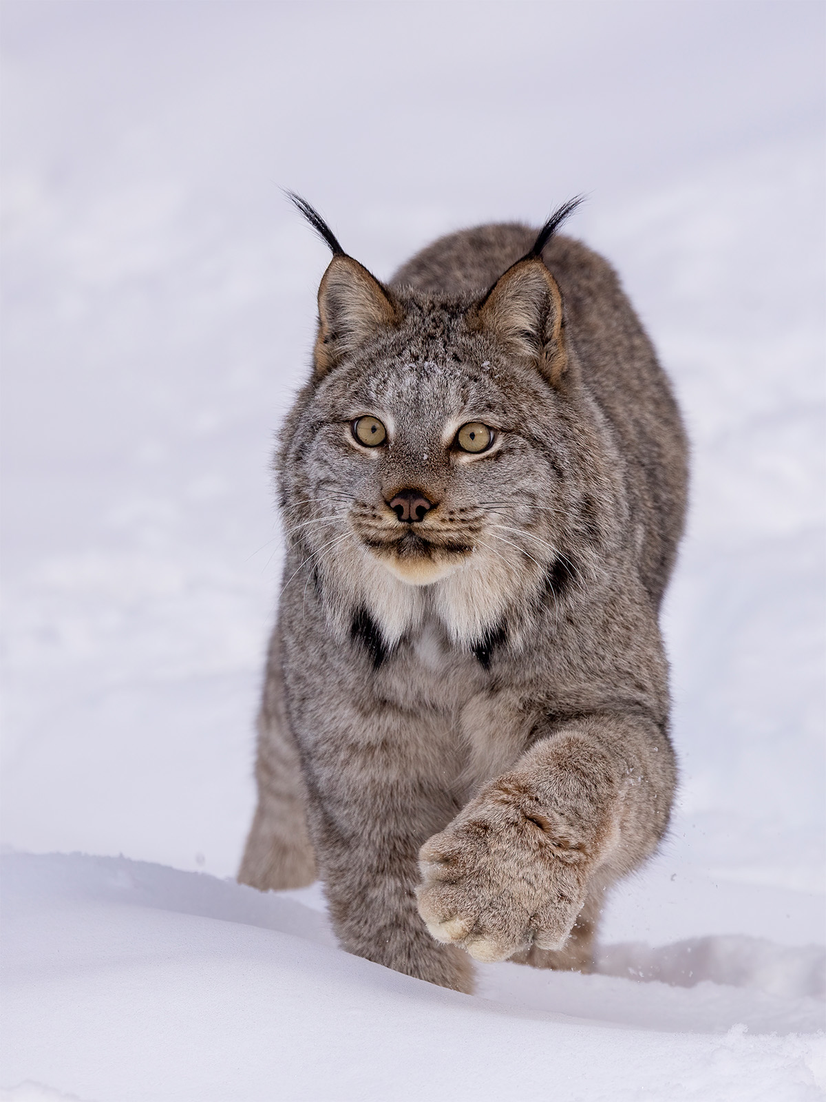 Canadian lynx