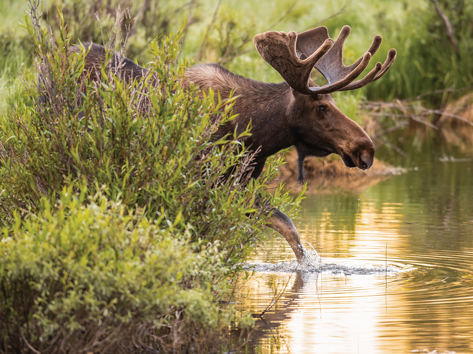 A moose steps into a pond