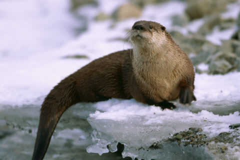 A Colorado river otter