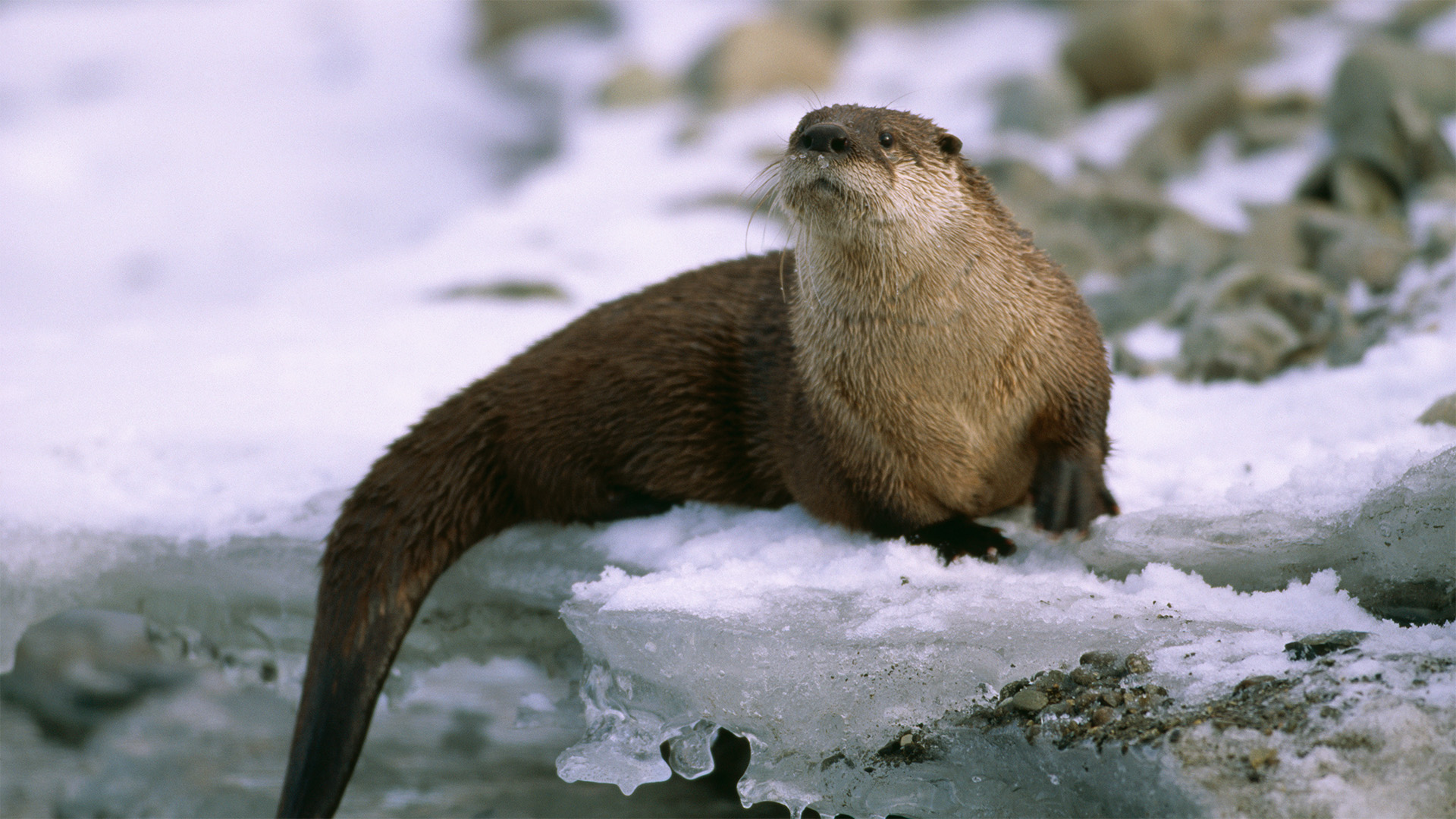 6 Animals That Came Back From Extinction in Colorado