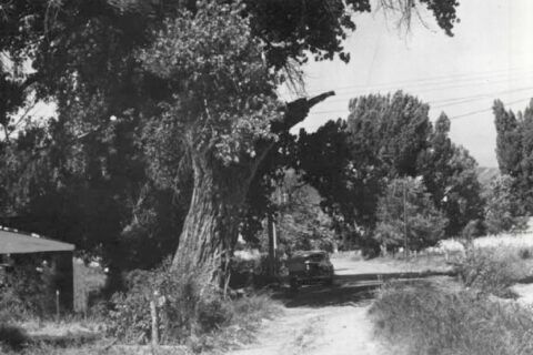 An old photo of a big tree