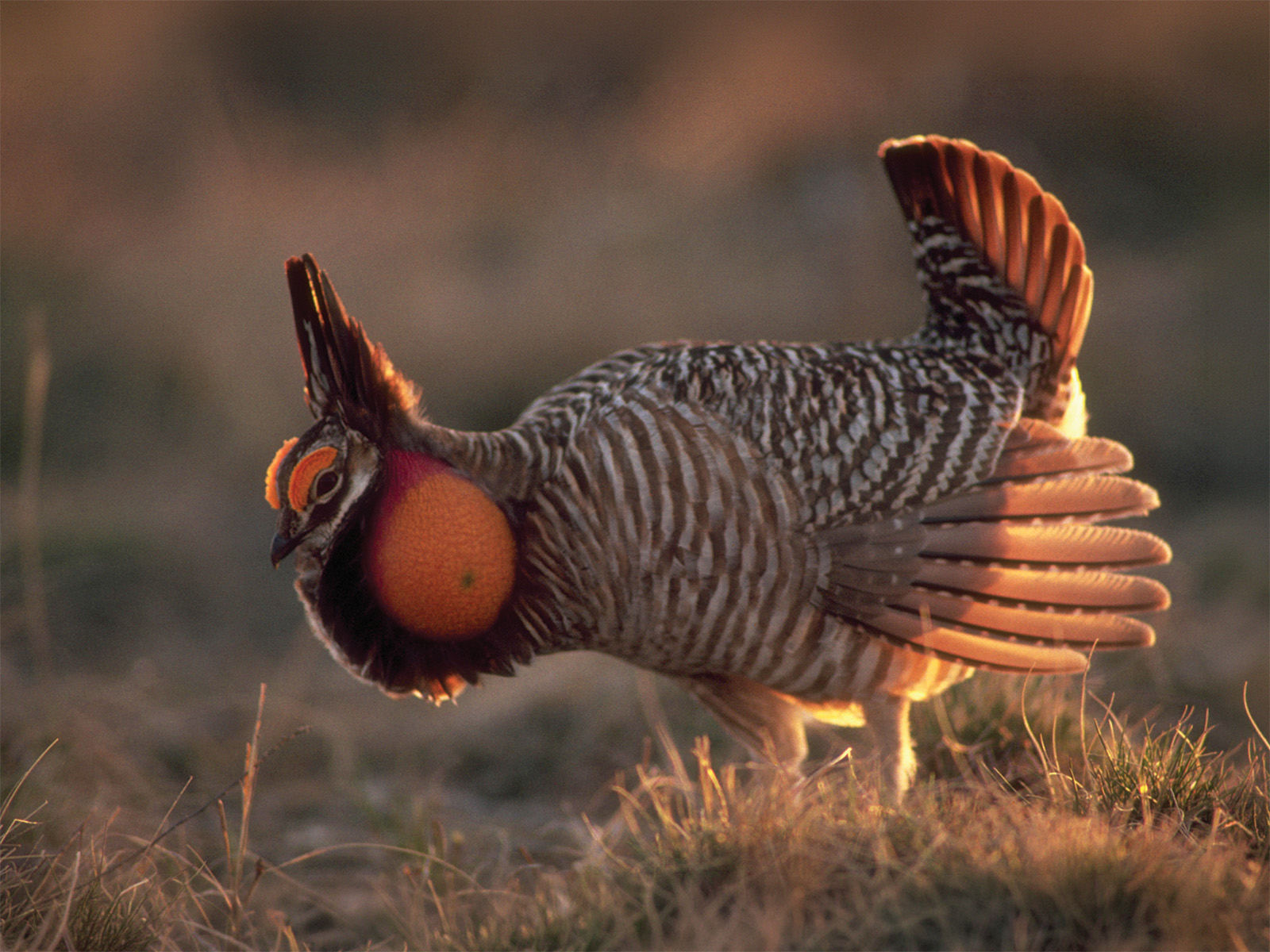 Lesser prairie-chicken