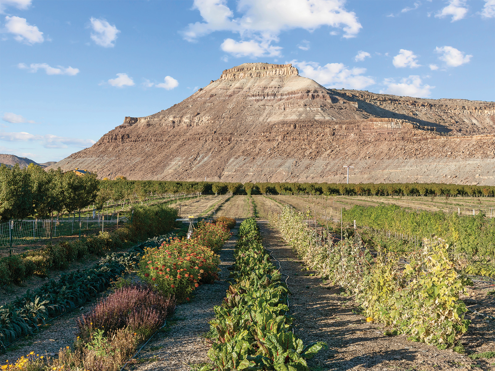 A scraggly sandstone canyon wall abuts an orchard