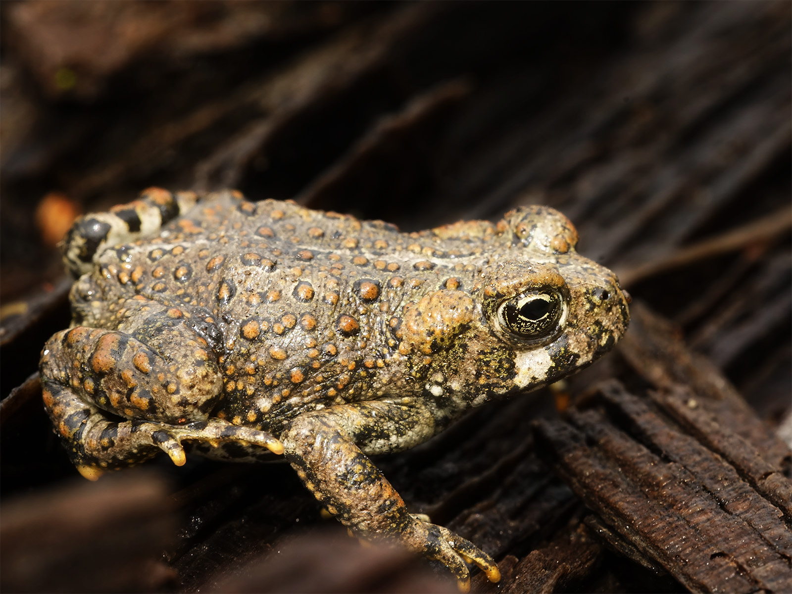 Boreal toad