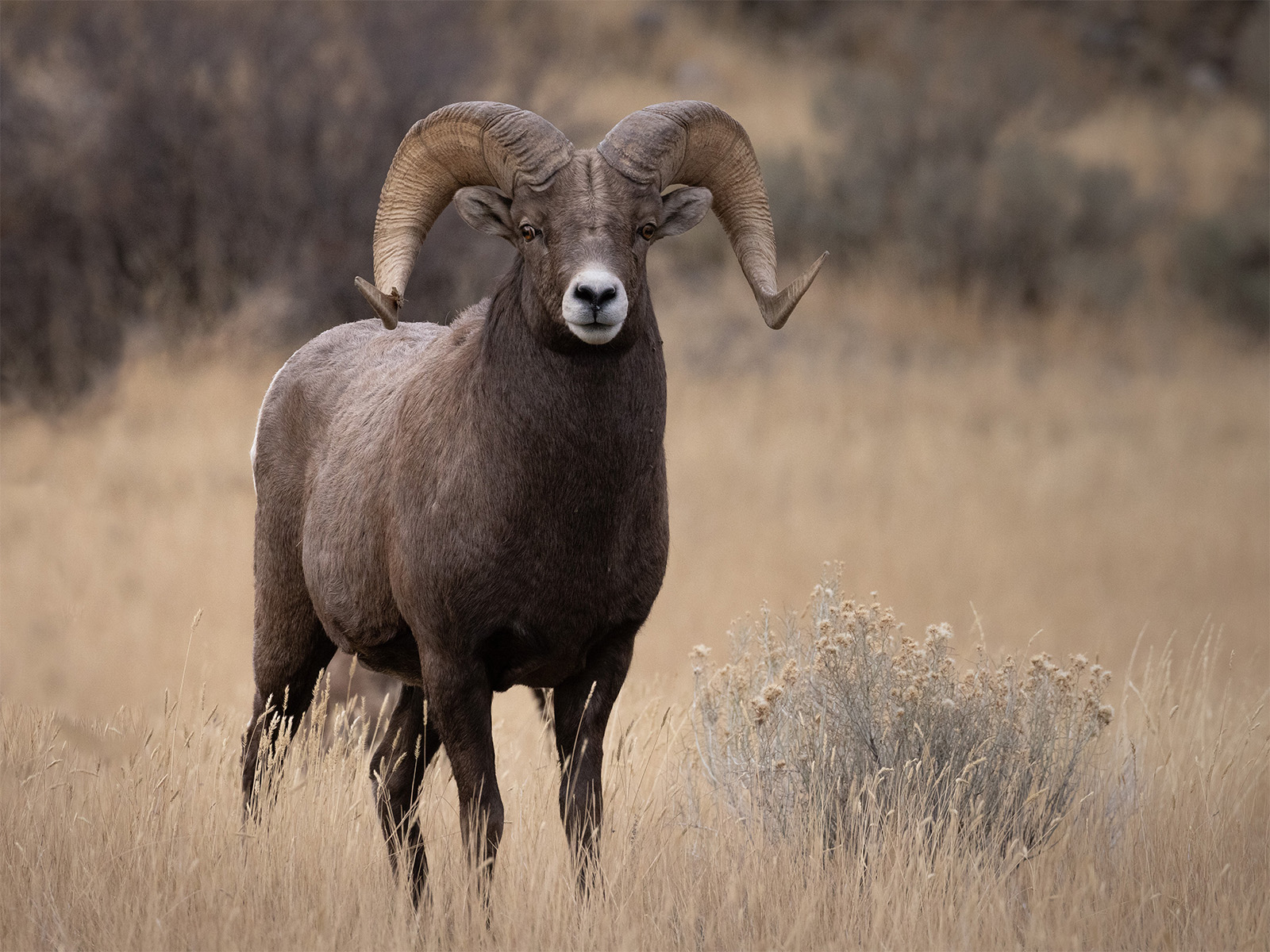 Rocky Mountain bighorn sheep