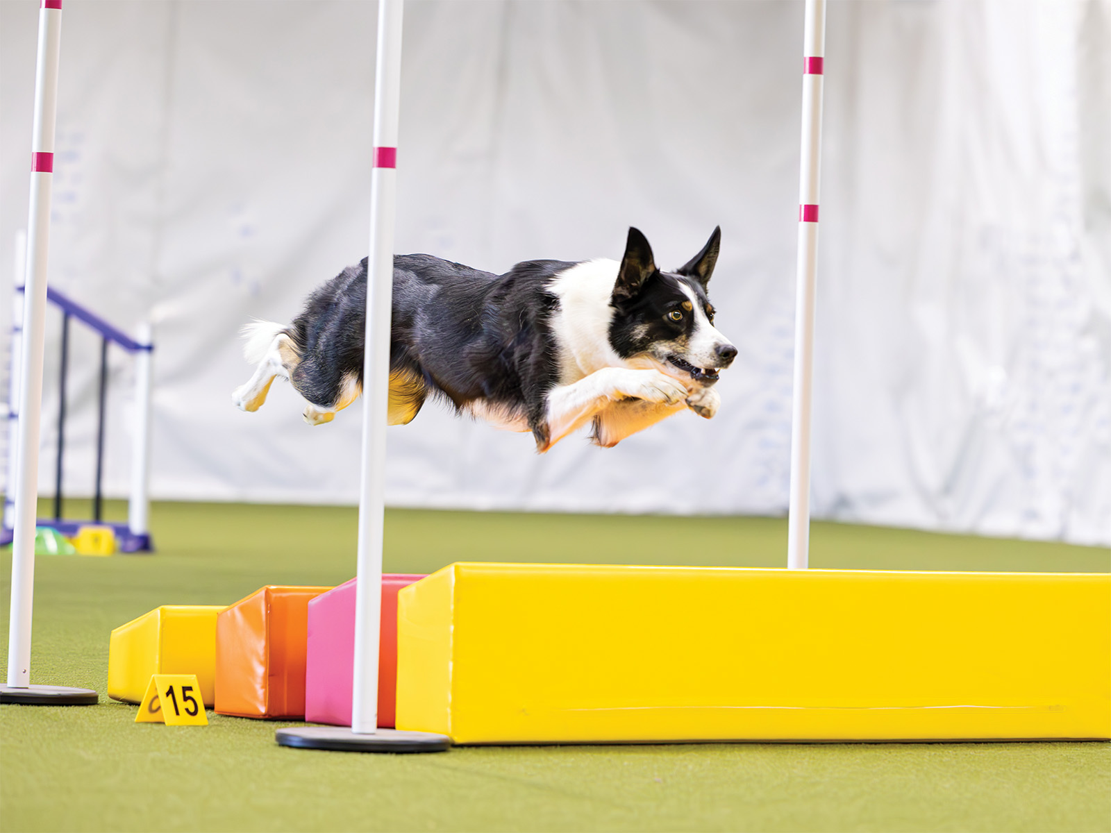A border collie doing an agility class