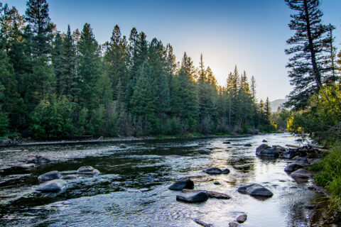 A peaceful river running through evergreen trees in Colorado