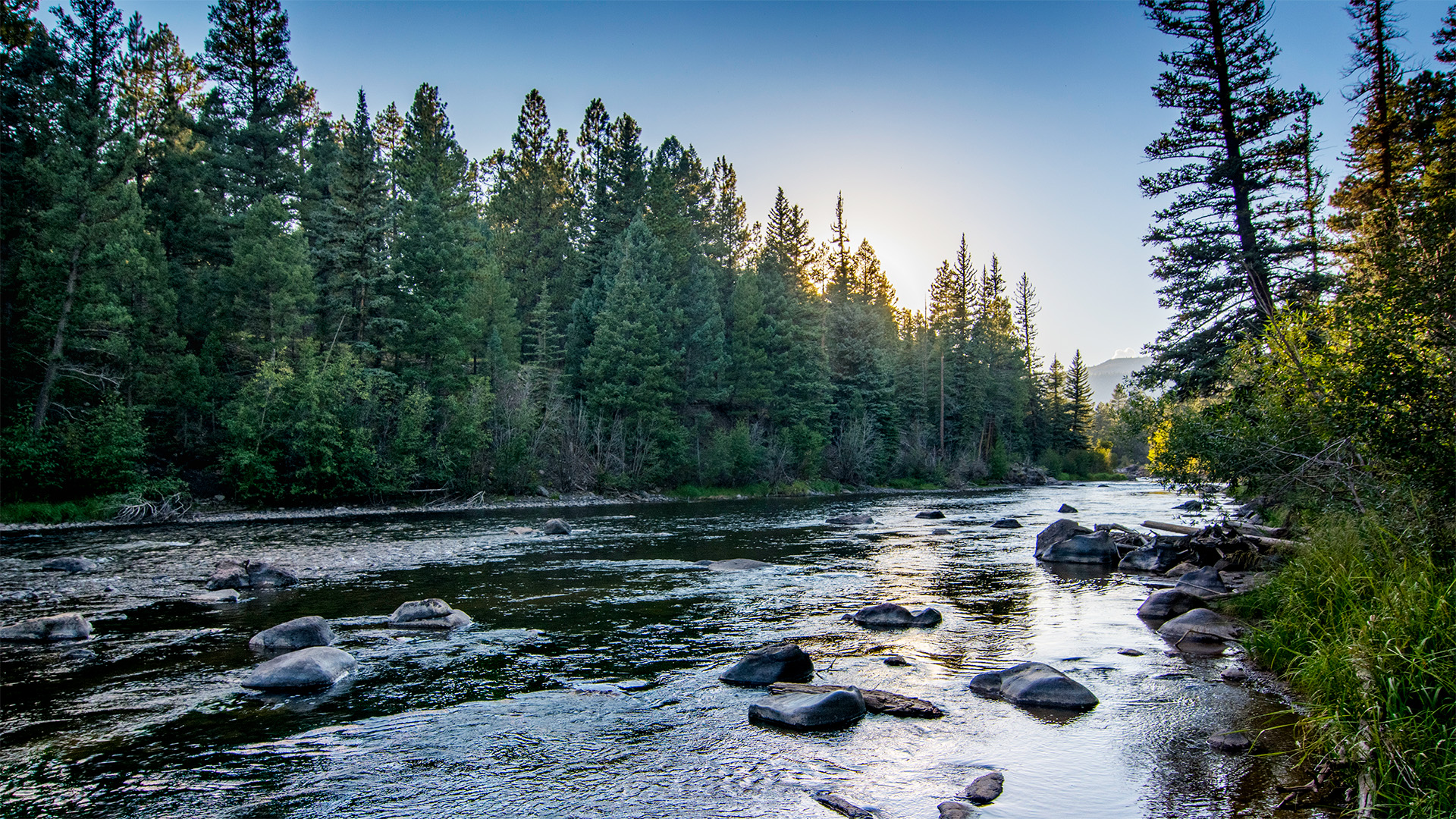 A peaceful river running through evergreen trees in Colorado