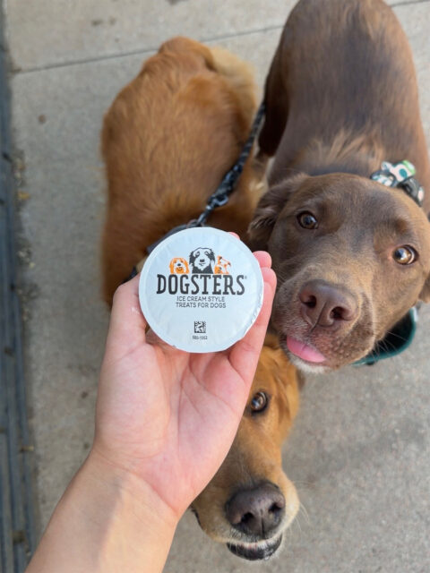 A hand holding doggie ice cream with two hungry pups below