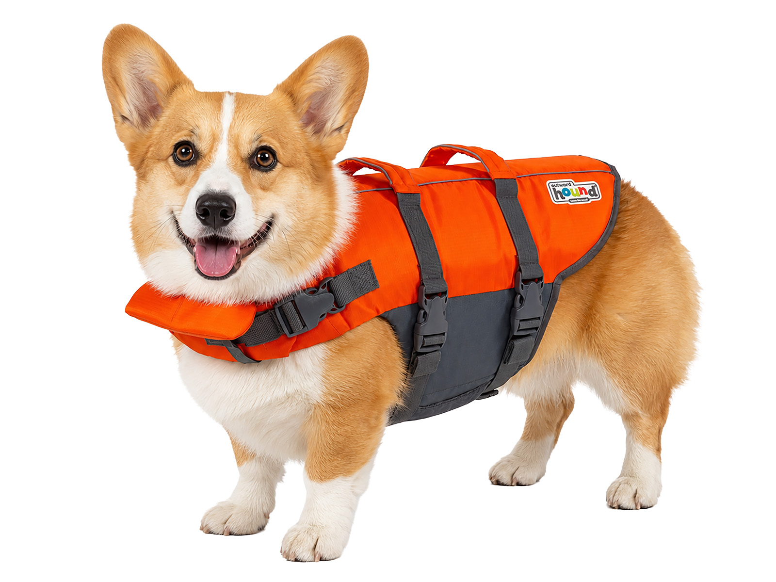 A corgi wearing a red life jacket