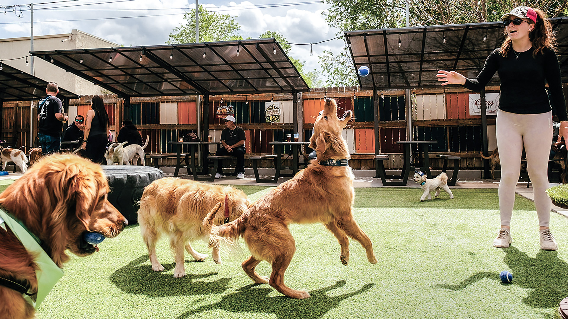 A cute floof catching a drooly ball on the turf at Pub Dog Colorado