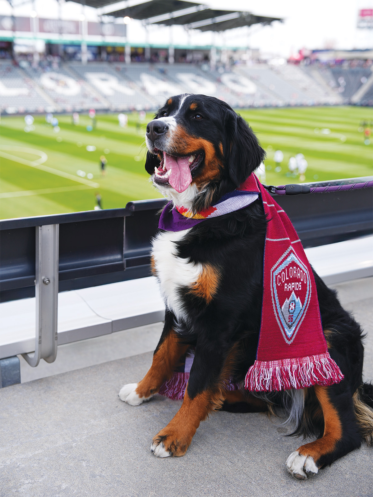 A St. Bernard at the Colorado Rapids game