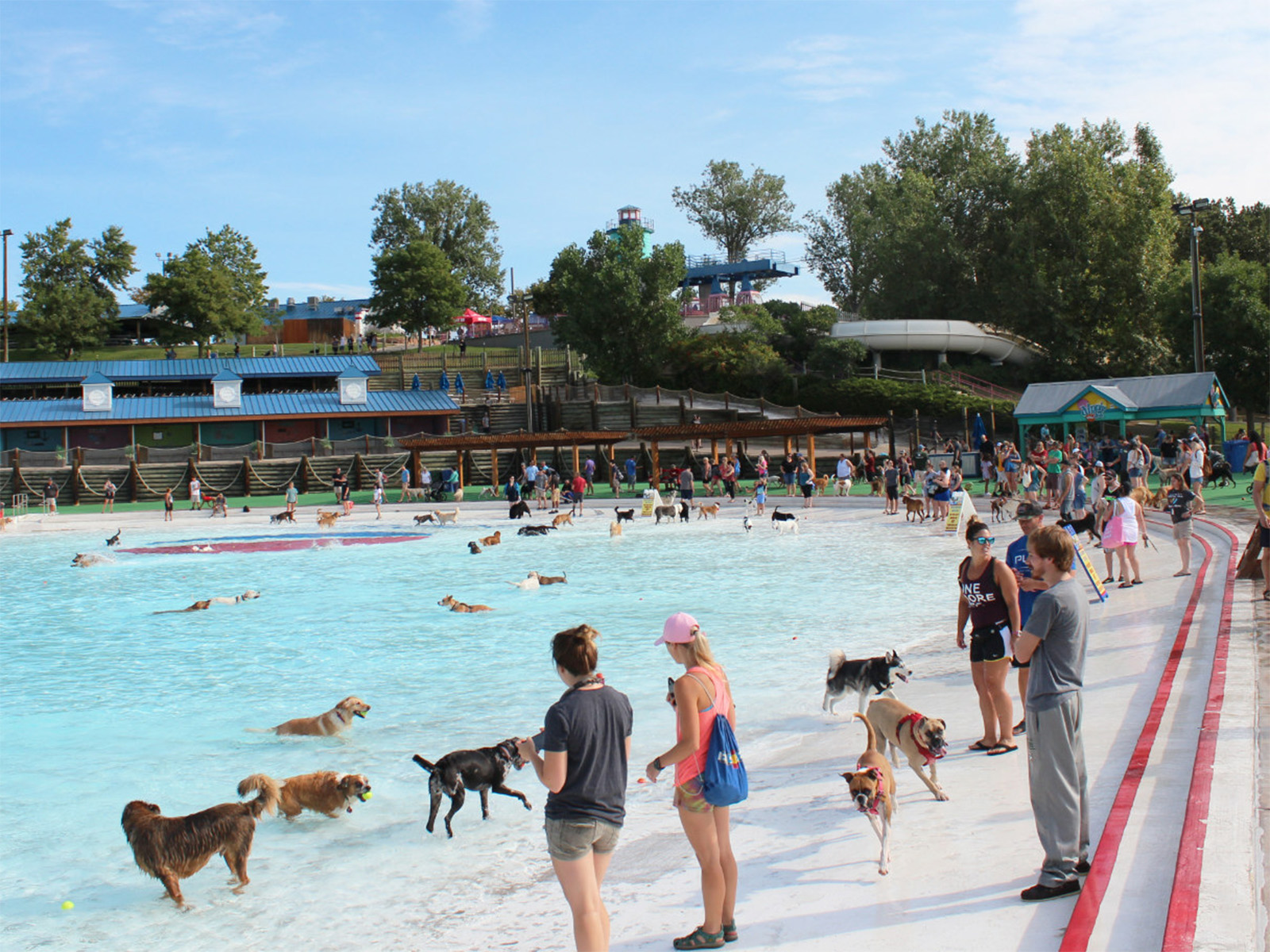Dogs playing at Water World in Denver