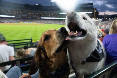 A brown dog giving kisses to a white dog at a Colorado Rockies game