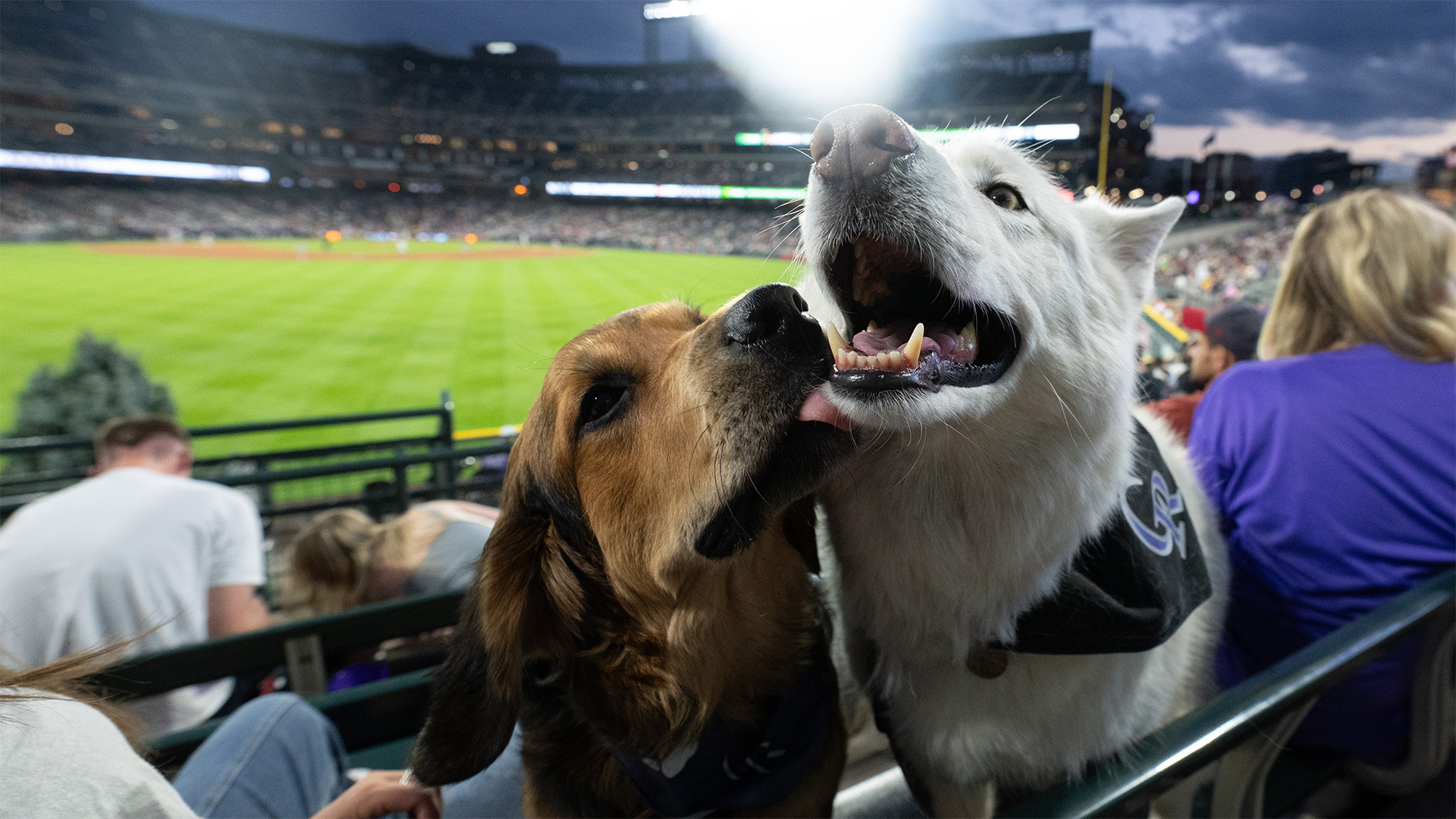 17 Fun Things To Do With Your Dog in Colorado